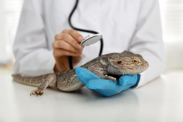 Exotic Pets for Pets Colonial Terrace Animal Hospital