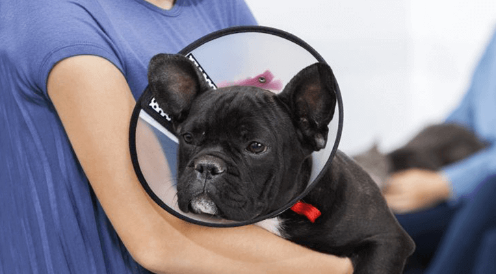 black dog in cone