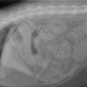 veterinary radiology x-ray