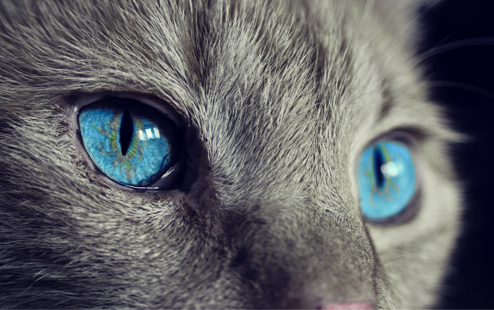 close up of cat with blue eyes