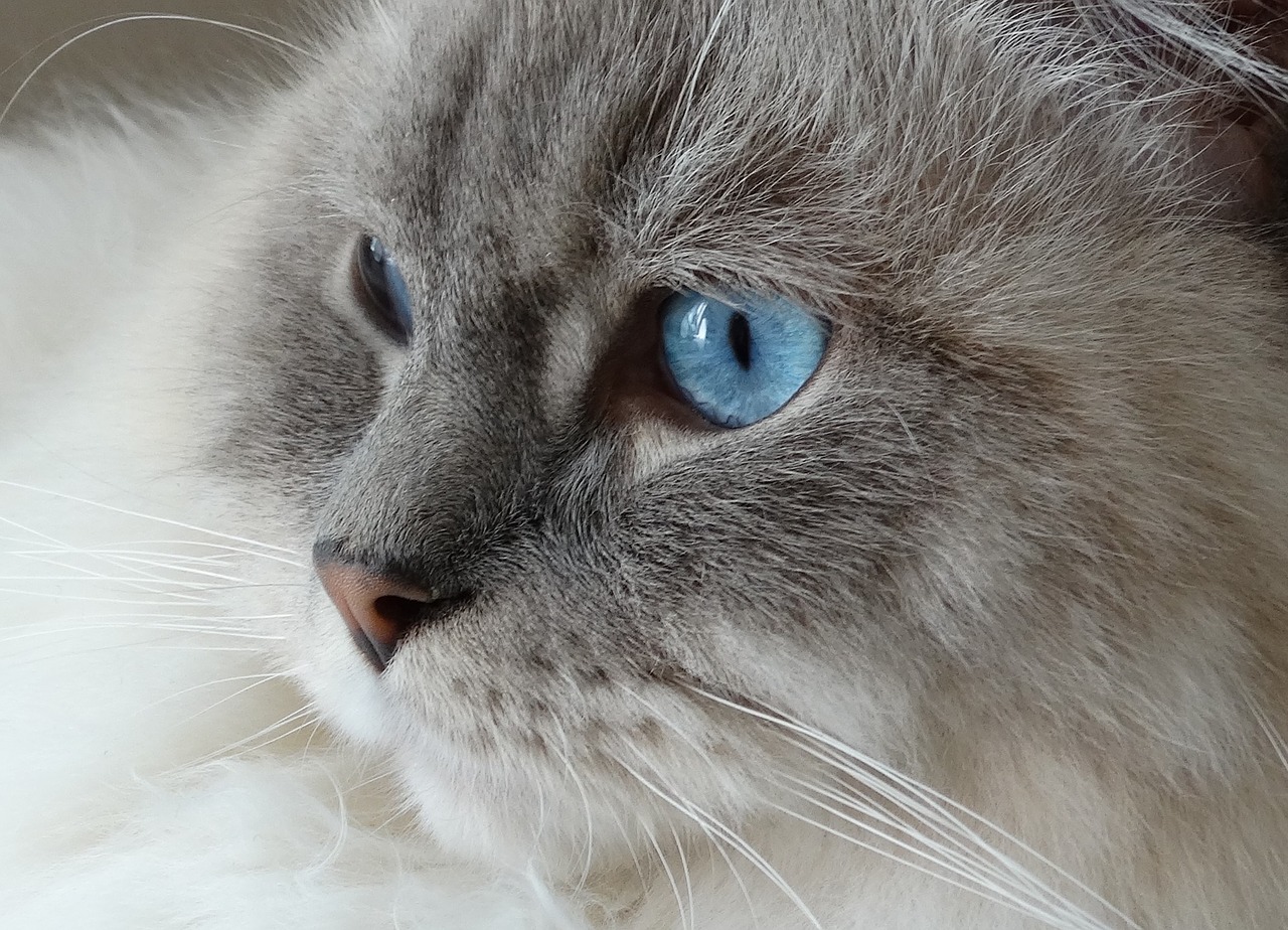 fluffy cat with blue eyes